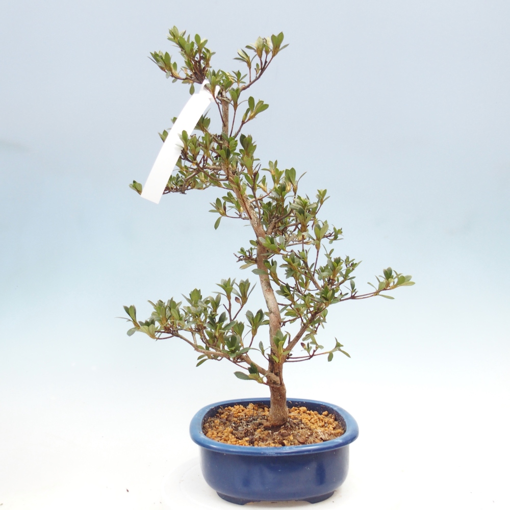 Kültéri bonsai - Japán azálea - Azálea Yoko