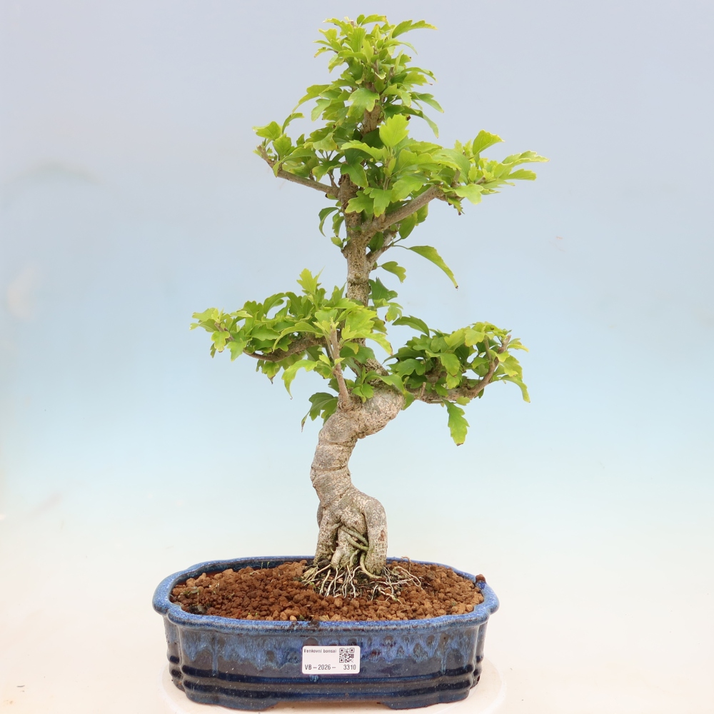 Kültéri bonsai – Hibiscus syriacus – szíriai ibiskusz