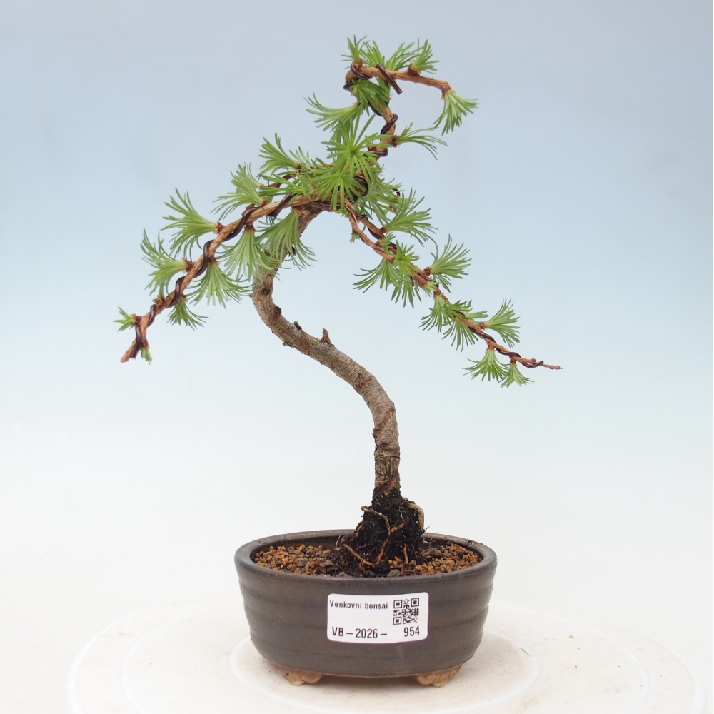 Kültéri bonsai - Larix Kaempferi - Japán vörösfenyő