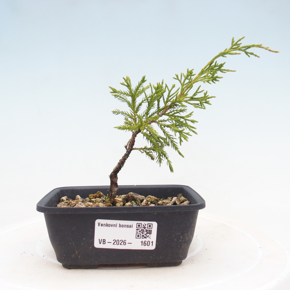 Kültéri bonsai - Juniperus chinensis Itoigawa