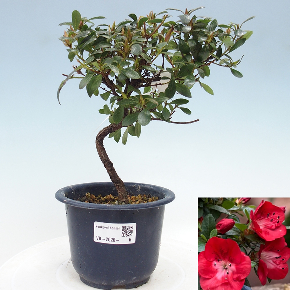 Kültéri bonsai - Japán azálea - Azalea Benibeni