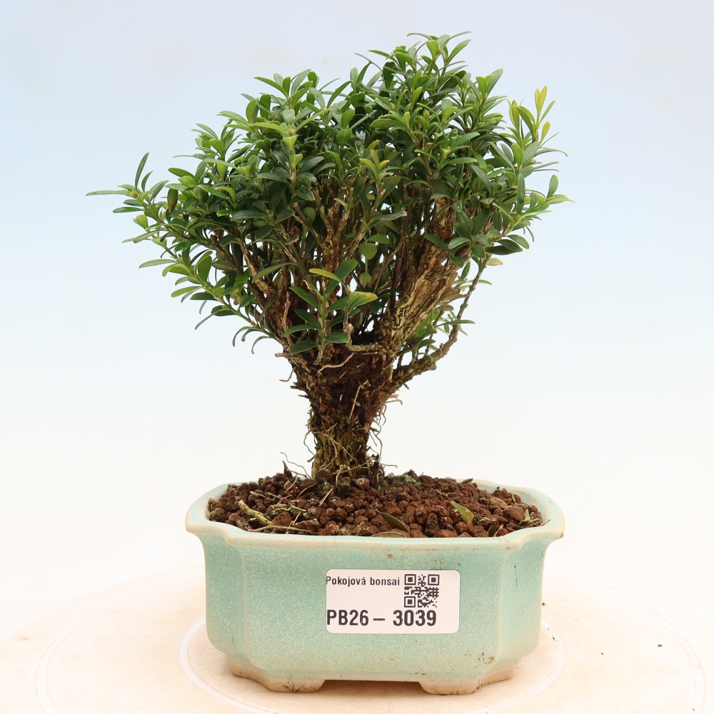 Szobai bonsai - Buxus harlandii - parafa buxus