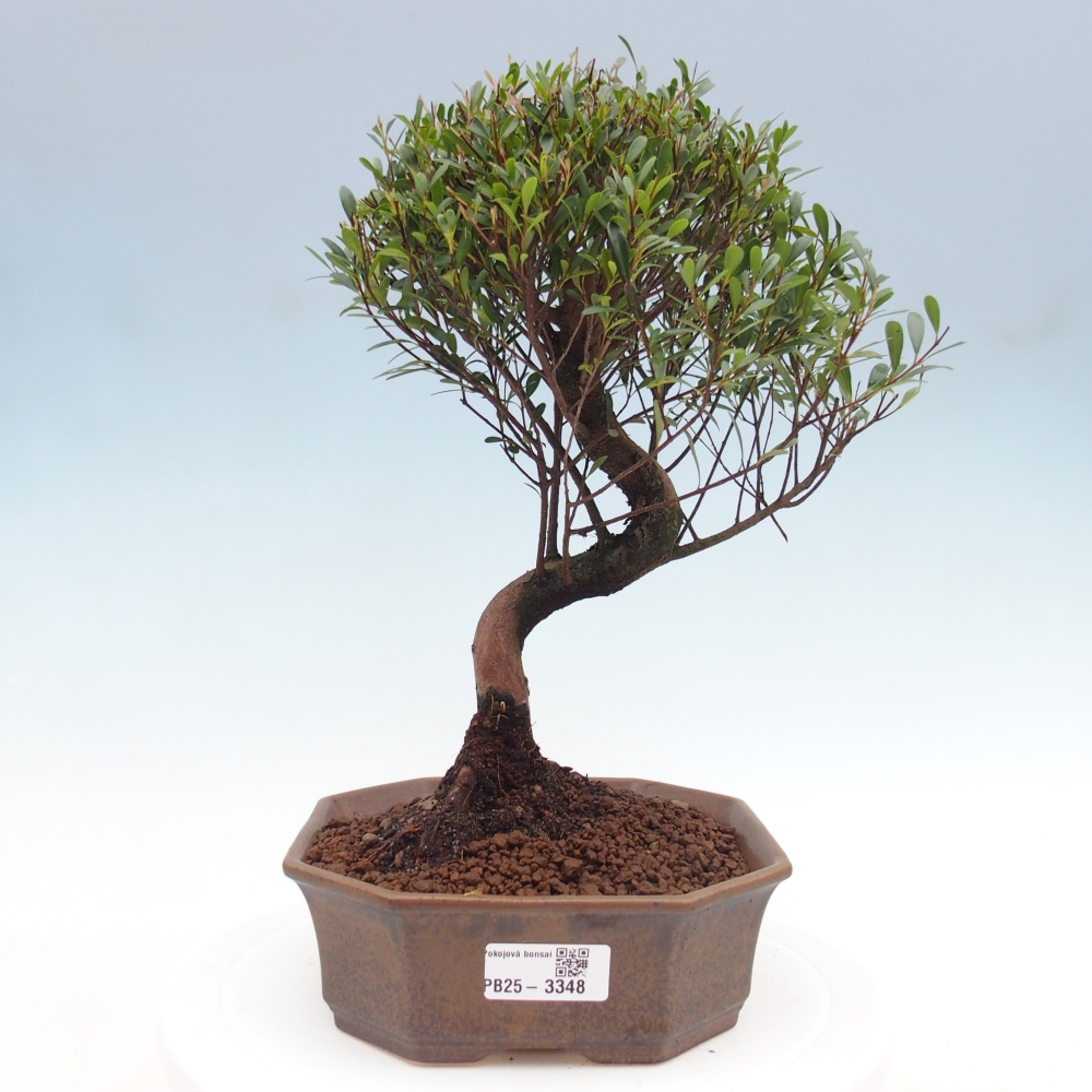 Szobai bonsai - Syzygium - Pimento
