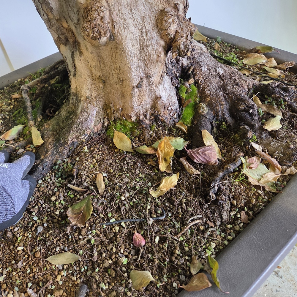 Kültéri bonsai kutyafa - Cornus Mas