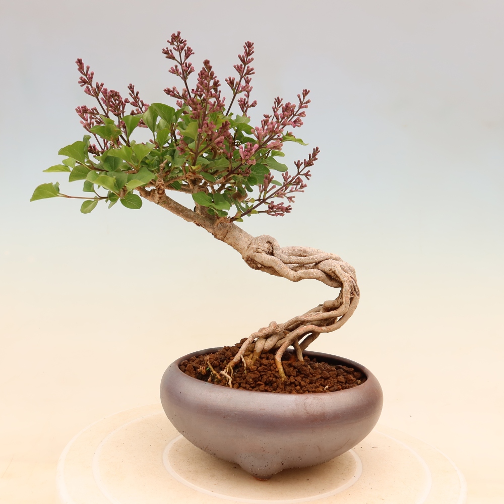 Kültéri bonsai - Syringa microphylla - kisvirágú lila