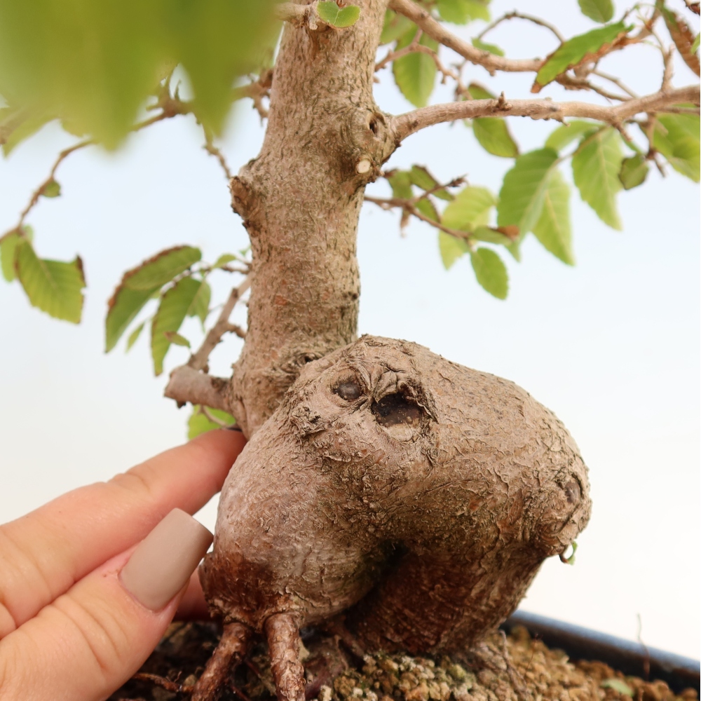 Kültéri bonsai -Carpinus CARPINOIDES - Koreai gyertyánfa
