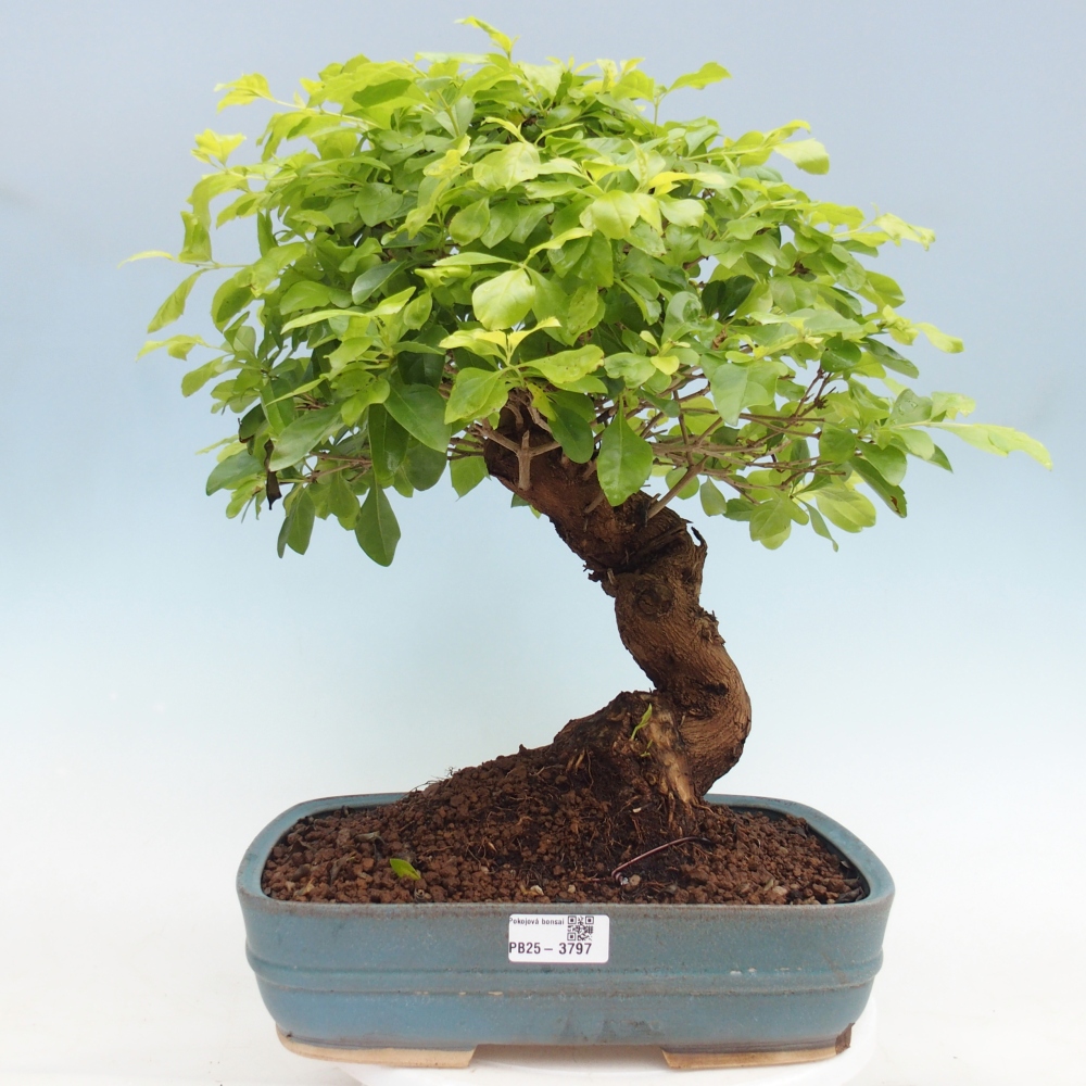Szobai bonsai - Duranta erecta Aurea - CSAK SZEMÉLYES Begyűjtés vagy raklapos szállítás