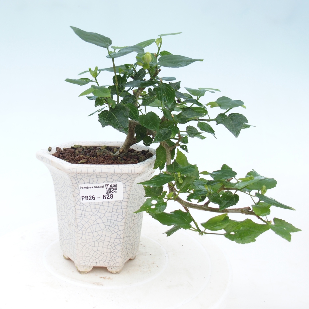 Beltéri bonsai - Malvaviscus arboreus
