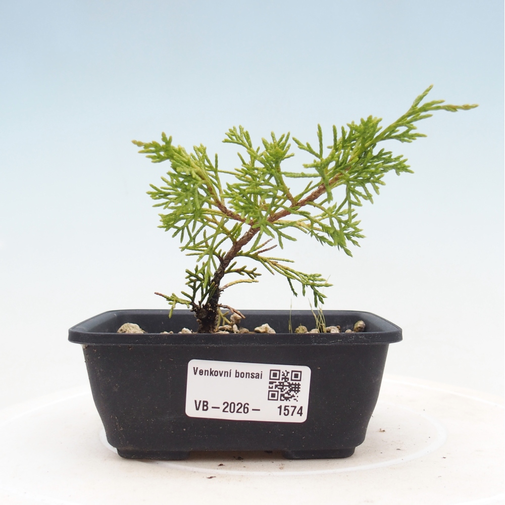 Kültéri bonsai - Juniperus chinensis Itoigawa