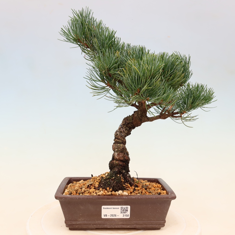 Kültéri bonsai - Pinus parviflora - Pinus parviflora
