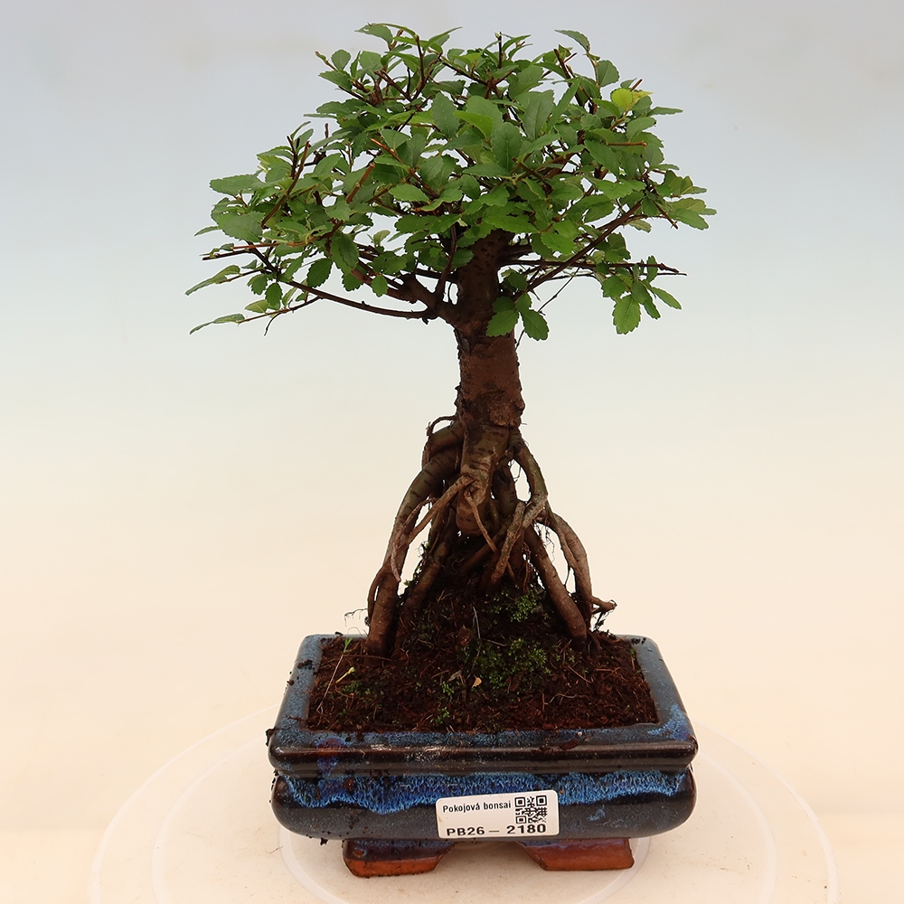Szobai bonsai - Ulmus parvifolia - Kislevelű szilfa
