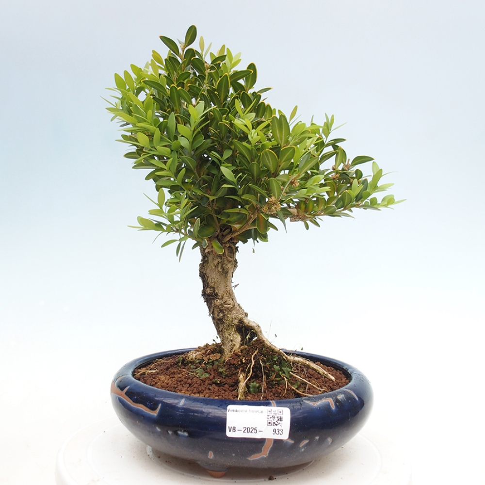 Kültéri bonsai - Buxus sempervirens - puszpáng - boxwood