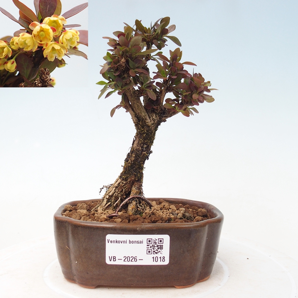 Kültéri bonsai - Berberis Thunbergii Bagatelle