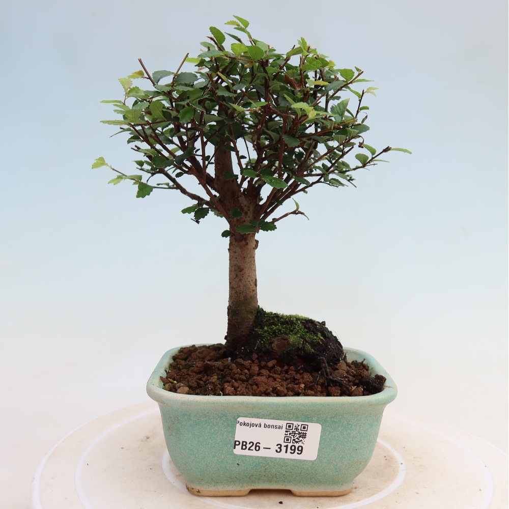 Szobai bonsai - Ulmus parvifolia - Kislevelű szilfa