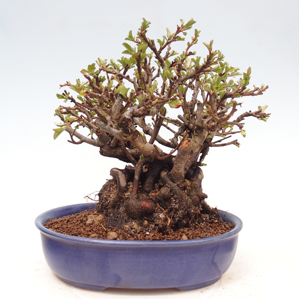 Kültéri bonsai - Chaneomeles speciosa - birs