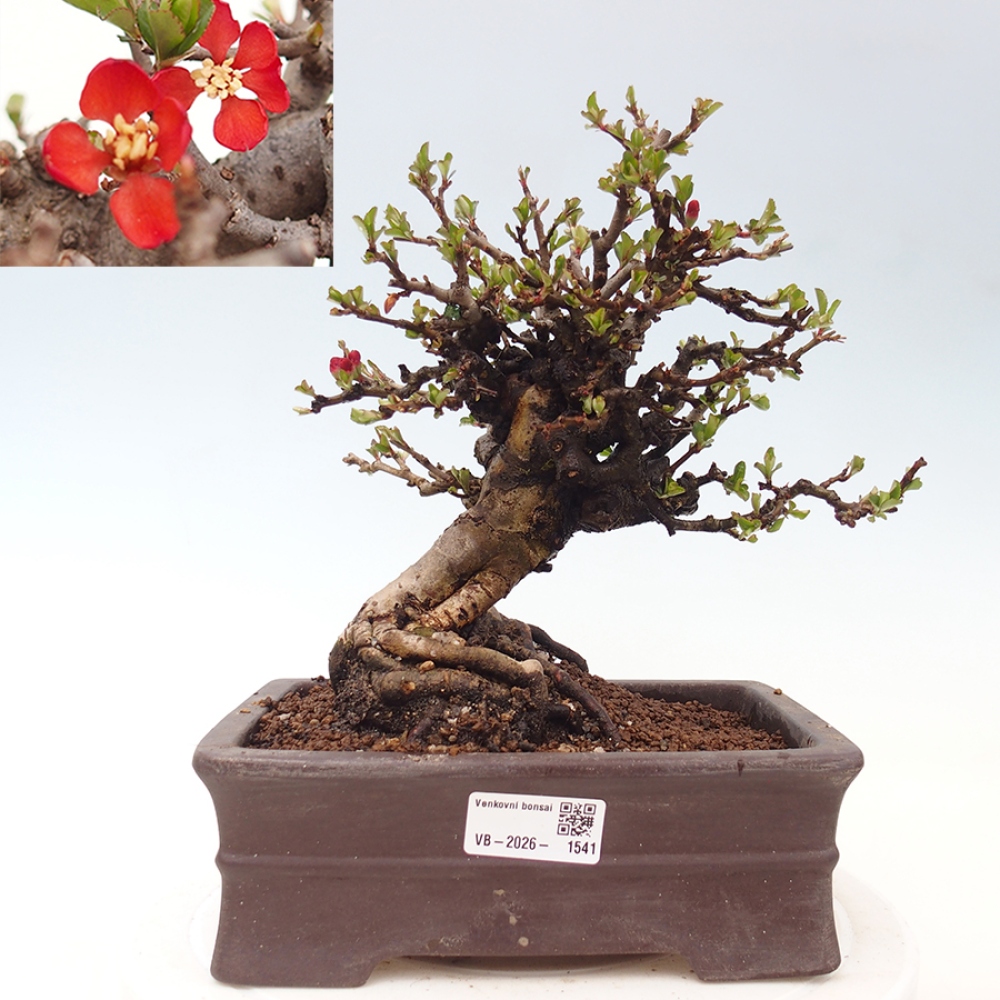 Kültéri bonsai - Chaneomeles speciosa - birs