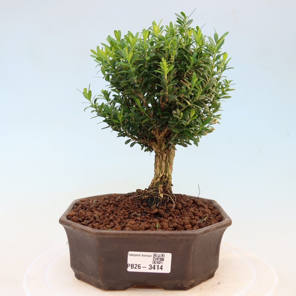 Szobai bonsai - Buxus harlandii - parafa buxus