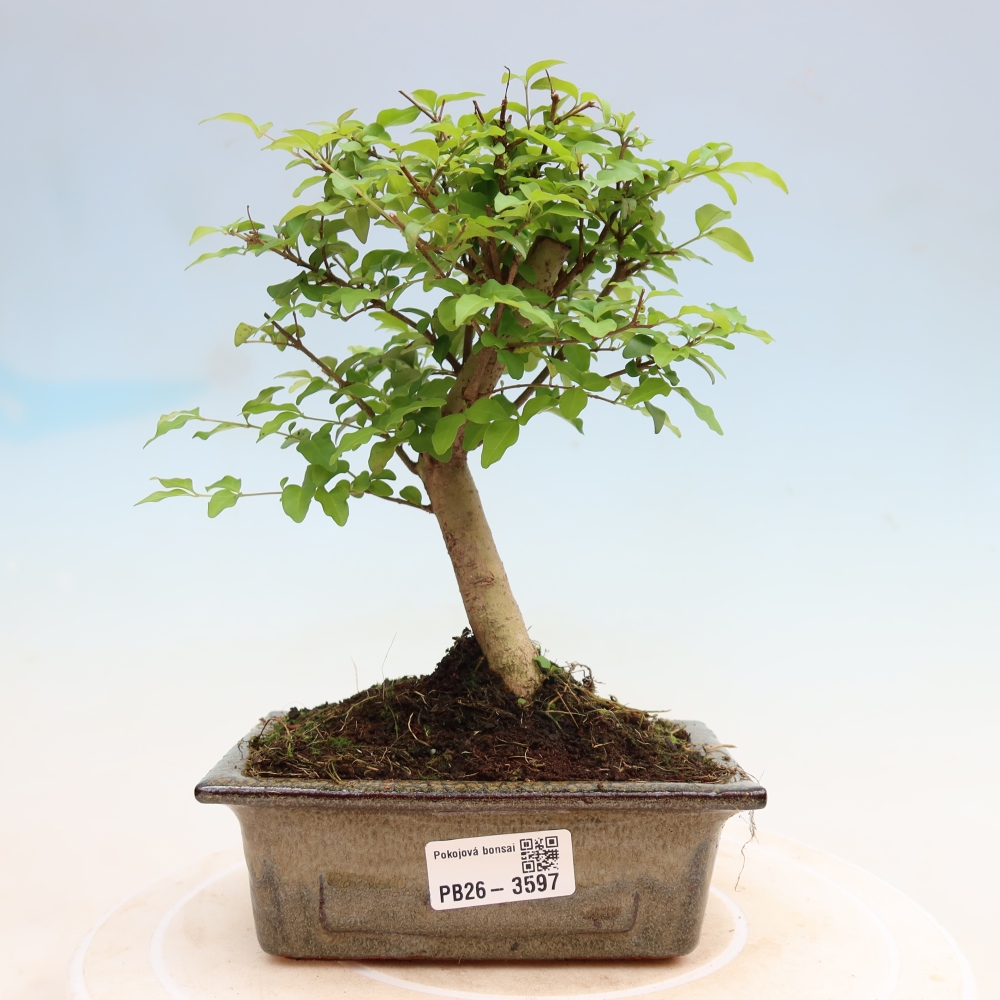 Szobai bonsai -Ligustrum chinensis - Madárcsőr