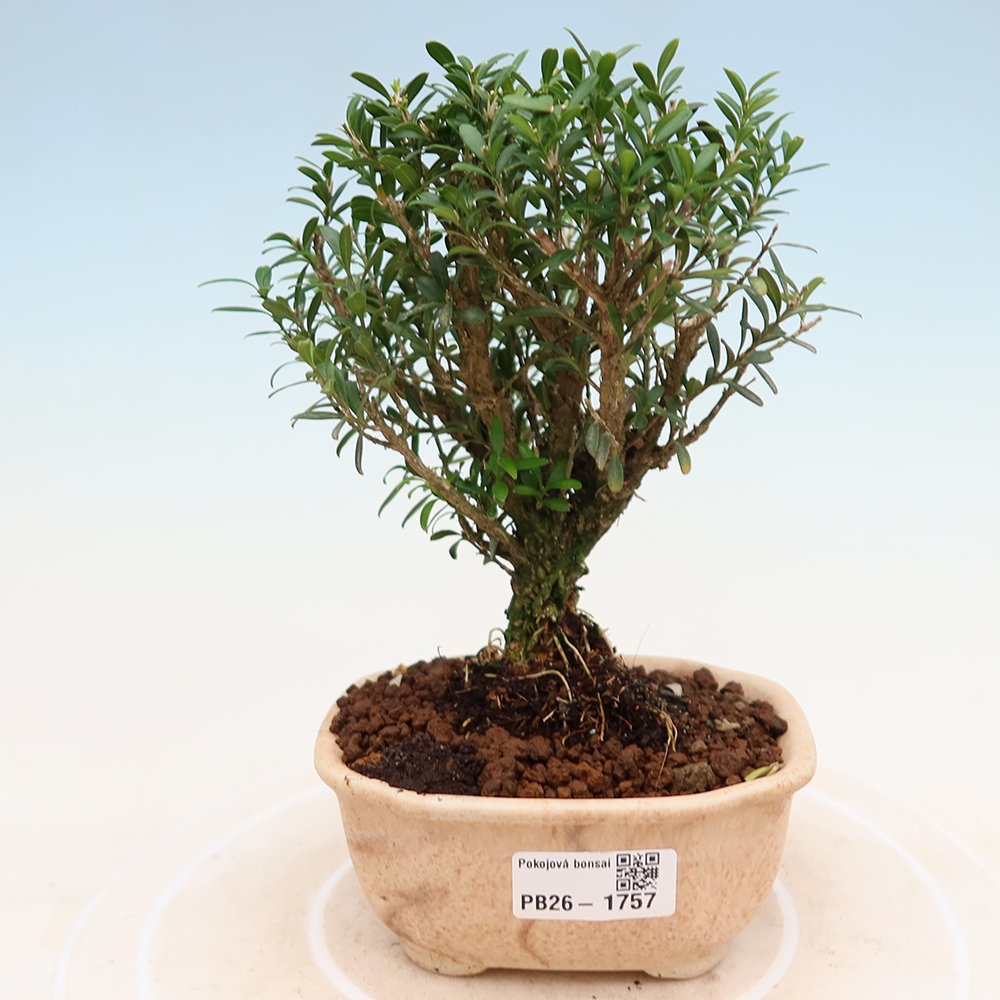 Szobai bonsai - Buxus harlandii - parafa buxus