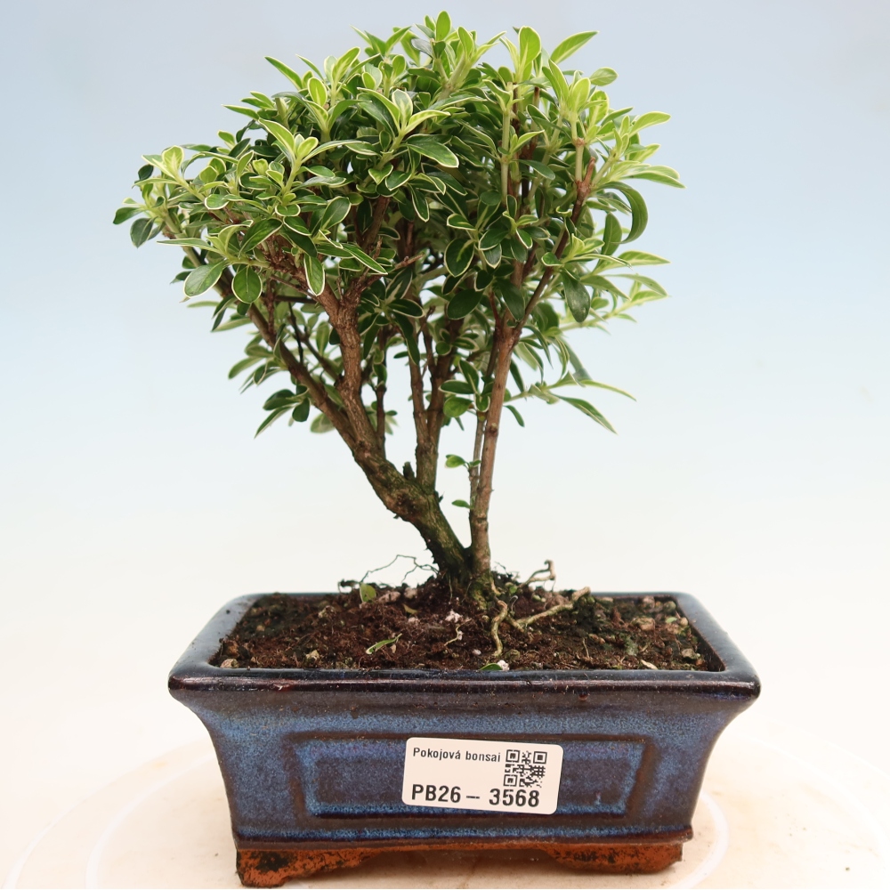 Szobai bonsai - Serissa foetida Variegata - Az ezer csillag fája