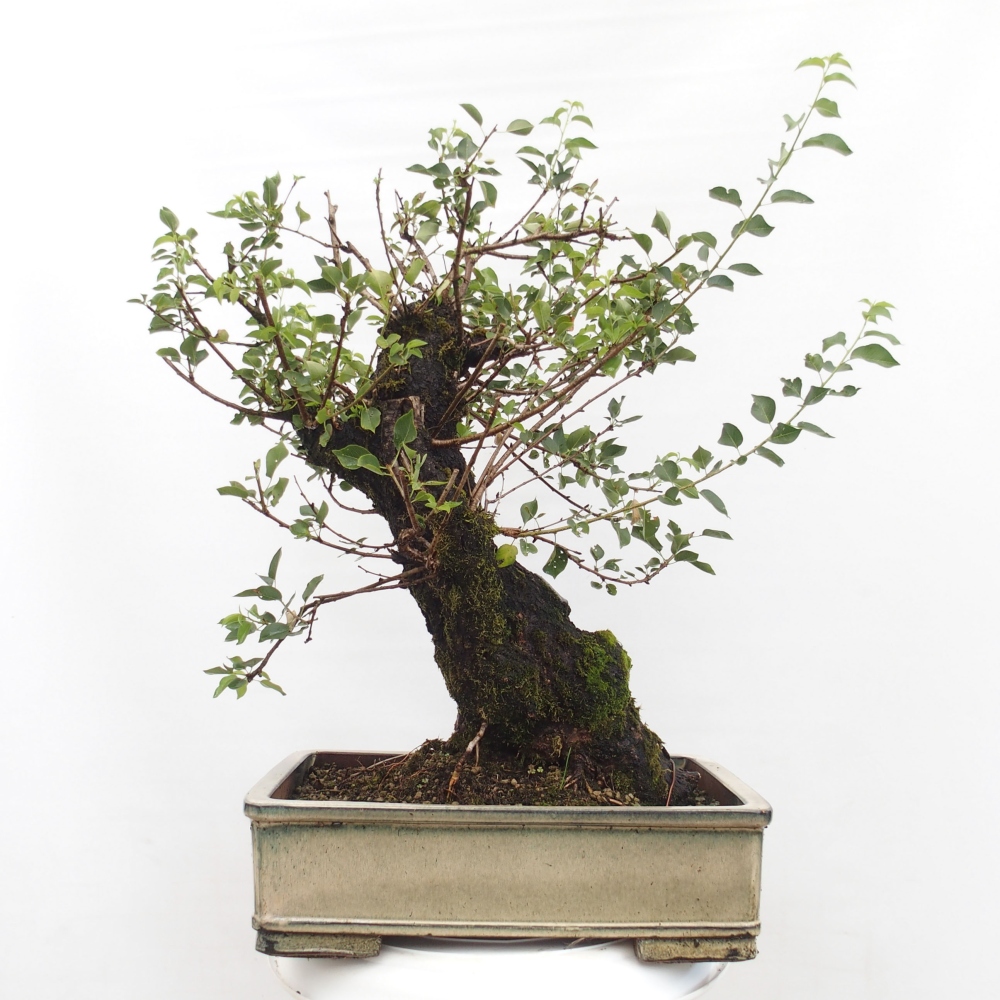 Kültéri bonsai - Mahalebka - Prunus mahaleb - Prunus mahaleb