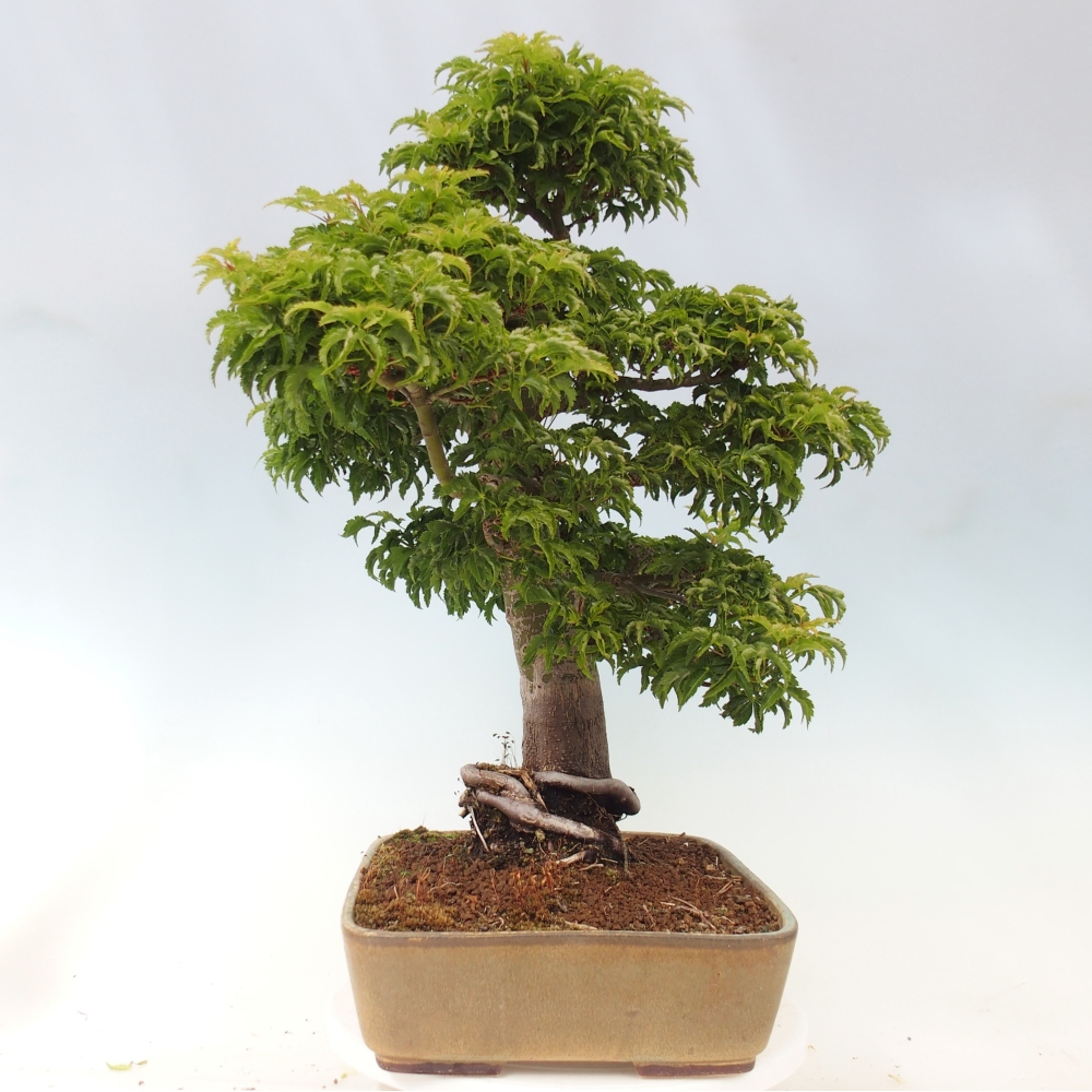 Kültéri bonsai -Javor pálma Acer palmatum Shishigashira