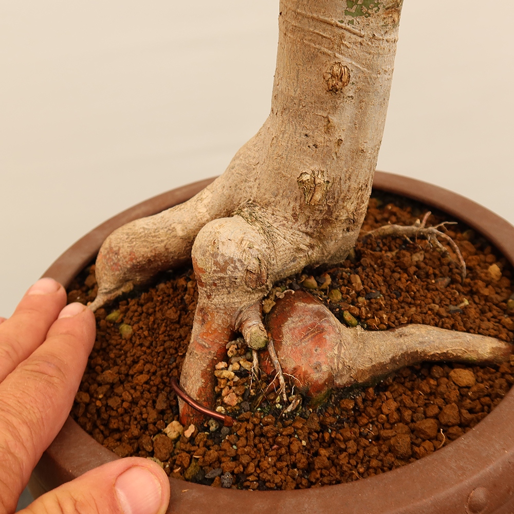 Kültéri bonsai - Maple palmatum - Pálmák