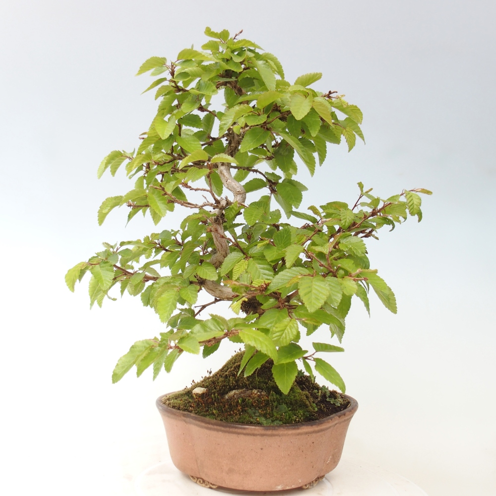 Kültéri bonsai -Carpinus CARPINOIDES - Koreai gyertyánfa