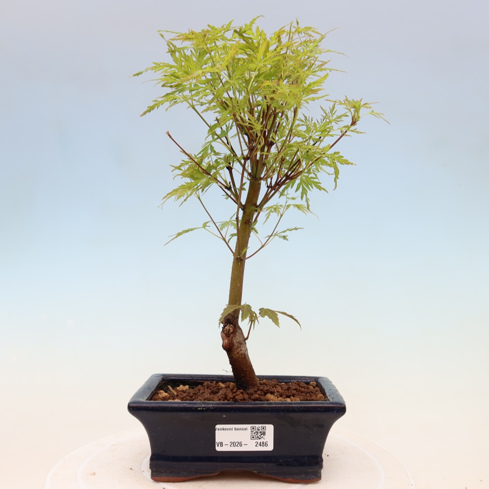 Kültéri bonsai - Acer palmatum Dissectum