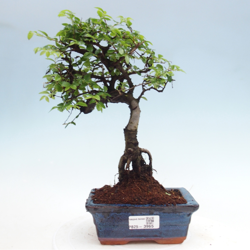 Szobai bonsai - Ulmus parvifolia - Kislevelű szilfa