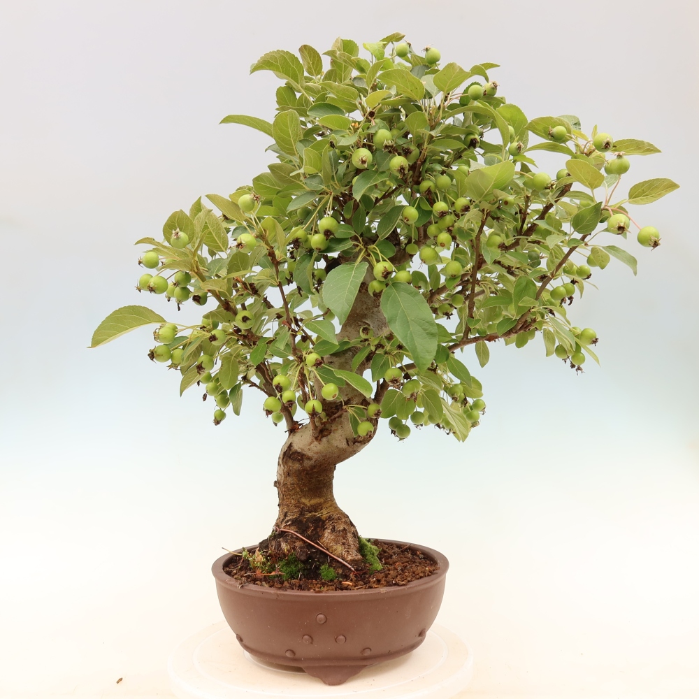 Kültéri bonsai -Malus halliana - Kis gyümölcsű almafa