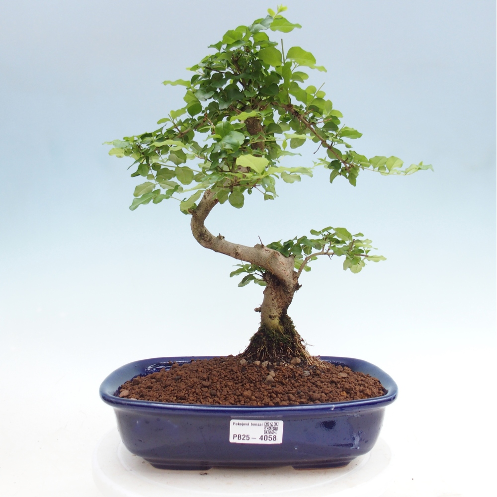 Szobai bonsai -Ligustrum chinensis - Madárcsőr