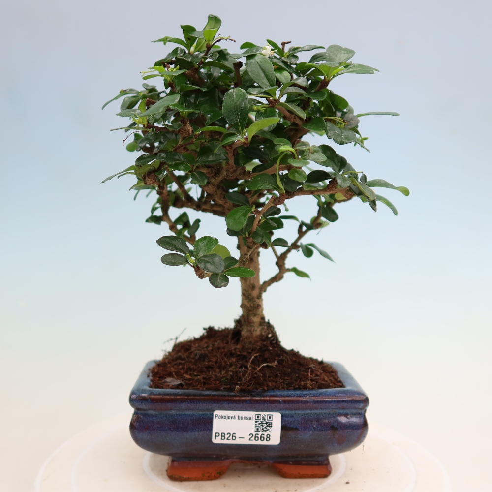 Szobai bonsai - Carmona macrophylla - Tea fuki