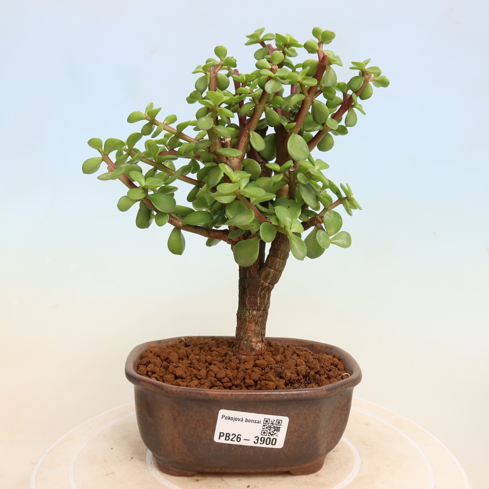 Szoba bonsai - Portulakaria Afra - Tlustice