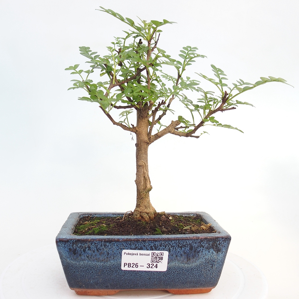 Szobai bonsai - Zantoxylum piperitum - borsfa