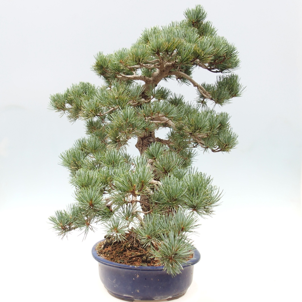 Kültéri bonsai - Pinus parviflora - Pinus parviflora