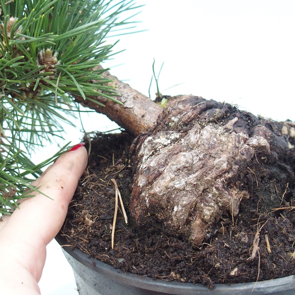 Kültéri bonsai - Pinus thunbergii senjyumaru - Thunberg fenyő