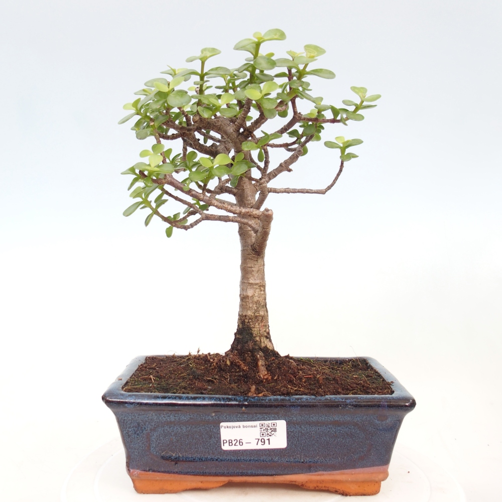 Szoba bonsai - Portulakaria Afra - Tlustice