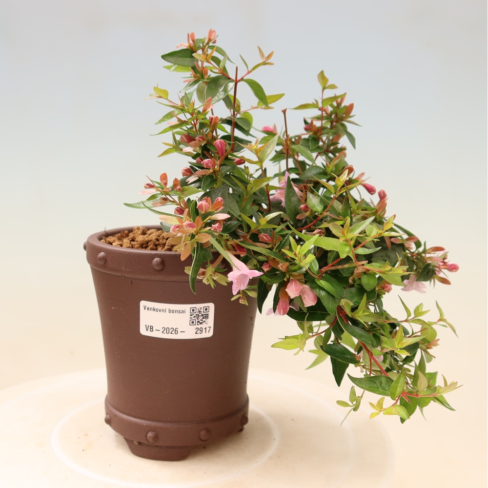 Kültéri bonsai – Abelia Edward Goucher – Nagyvirágú abélia