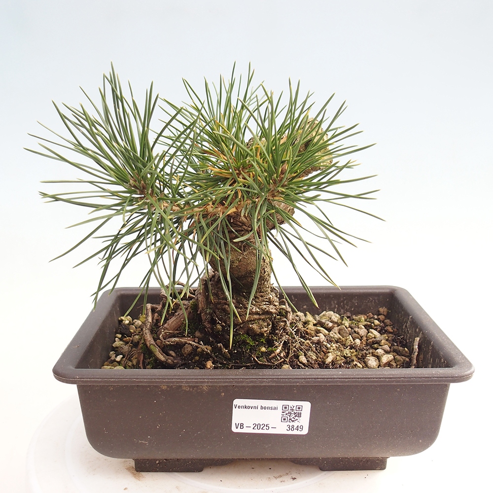 Kültéri bonsai - Pinus thunbergii - Thunberg fenyő