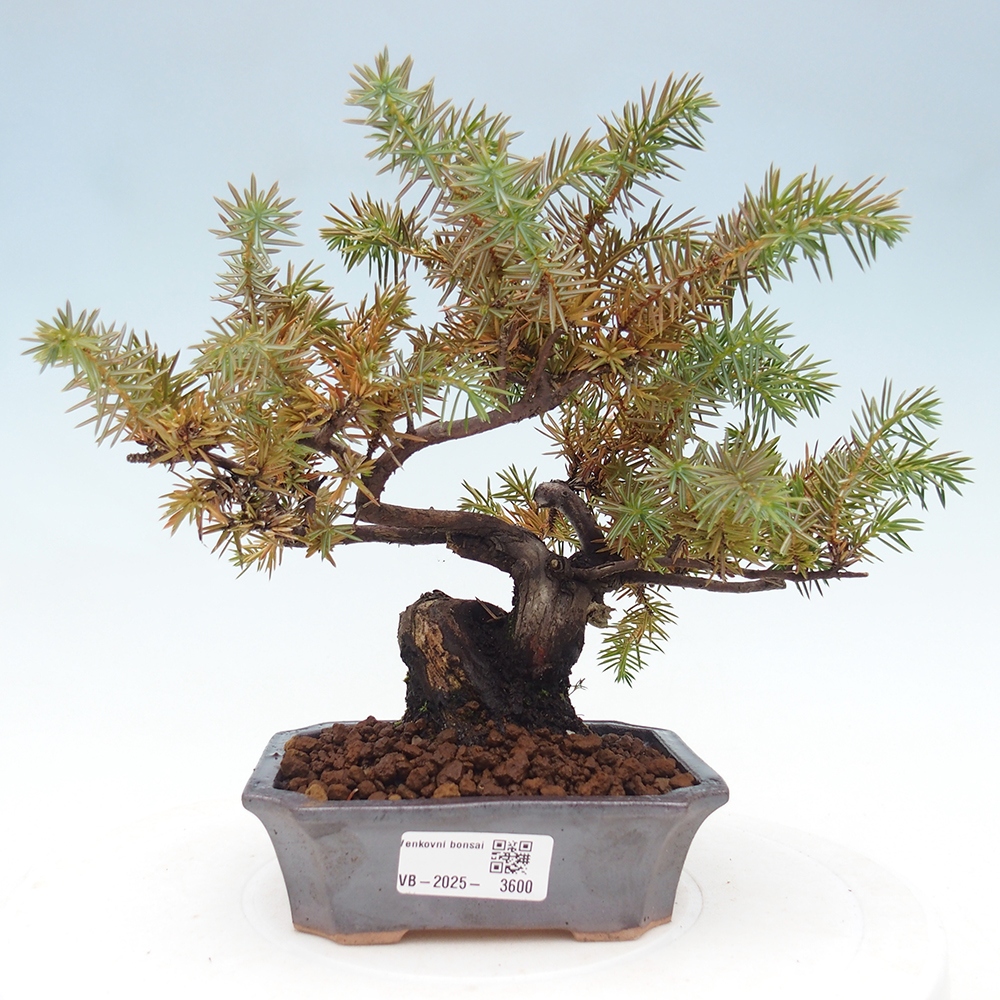 Kültéri bonsai - Juniperus rigida - Juniperus rigida