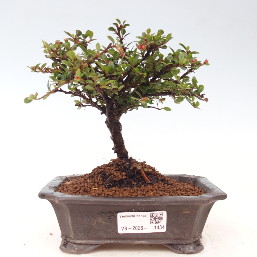 Kültéri bonsai - Cotoneaster horizontalis - Rocky Mountain