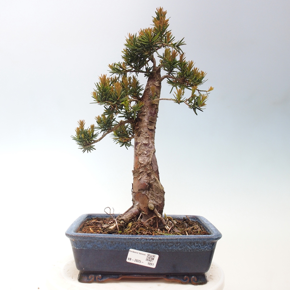 Kültéri bonsai - Taxus cuspidata - japán tiszafa