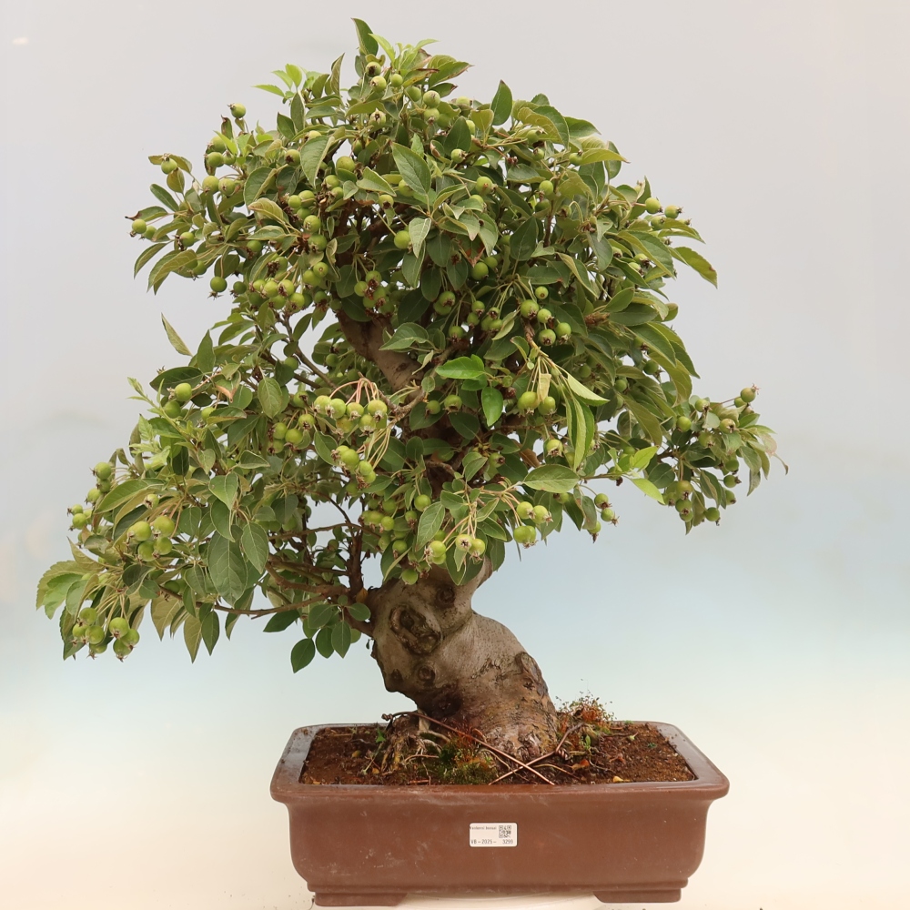 Kültéri bonsai -Malus halliana - Kis gyümölcsű almafa