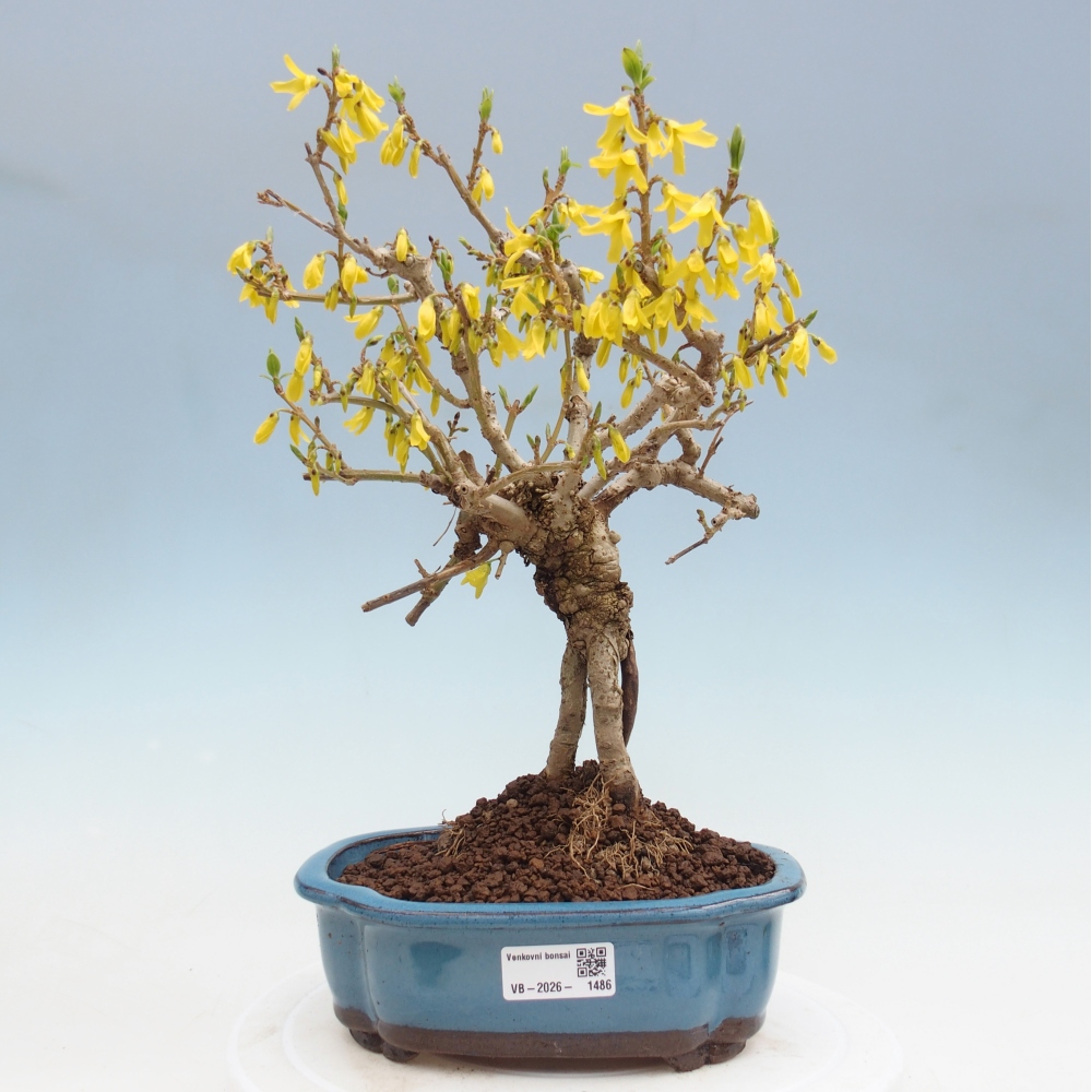Kültéri bonsai - Zlatice - Forsythia koreana