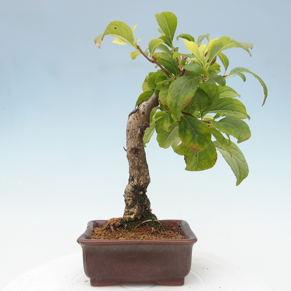 Kültéri bonsai - Celastrus orbiculatus