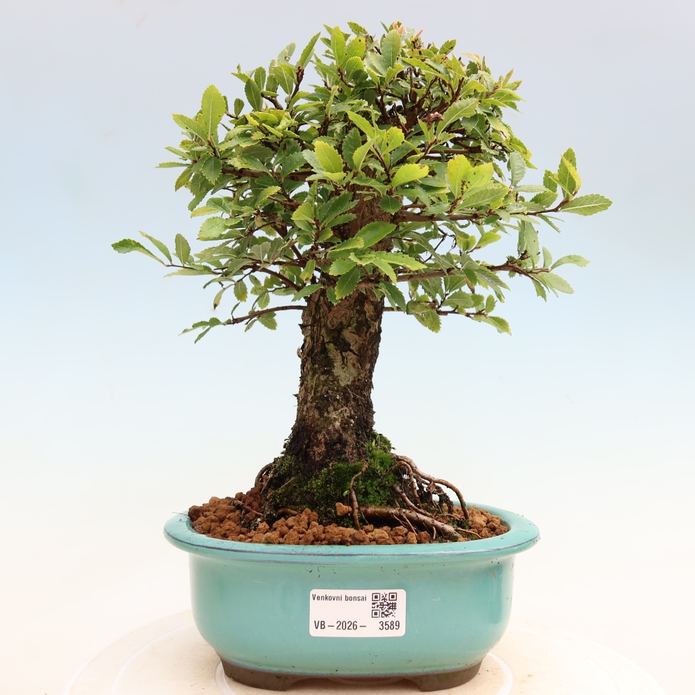 Kültéri bonsai - Zelkova - Zelkova NIRE