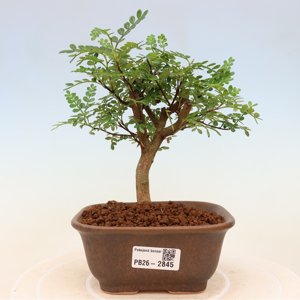 Szobai bonsai - Zantoxylum piperitum - borsfa