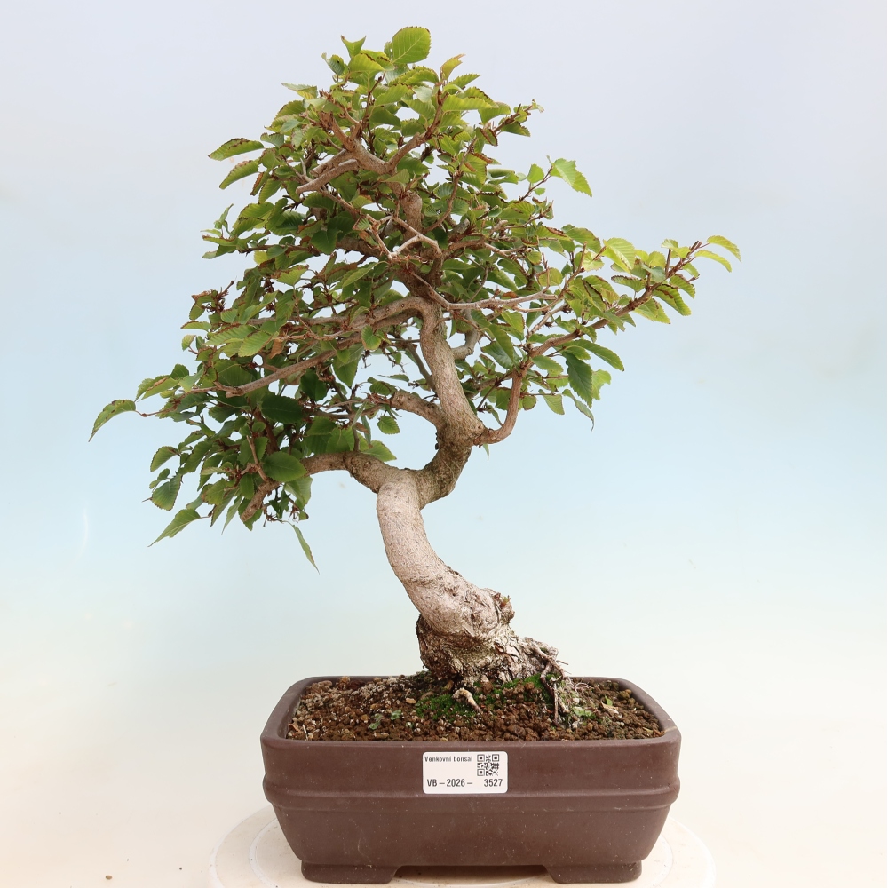 Kültéri bonsai -Carpinus CARPINOIDES - Koreai gyertyánfa