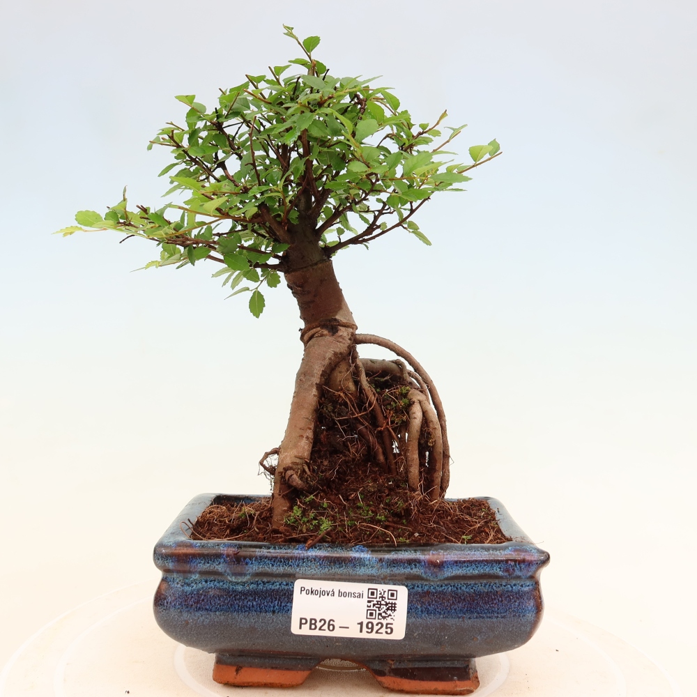 Szobai bonsai - Ulmus parvifolia - Kislevelű szilfa